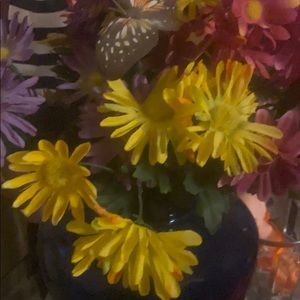 Meet your Posher, Dixie